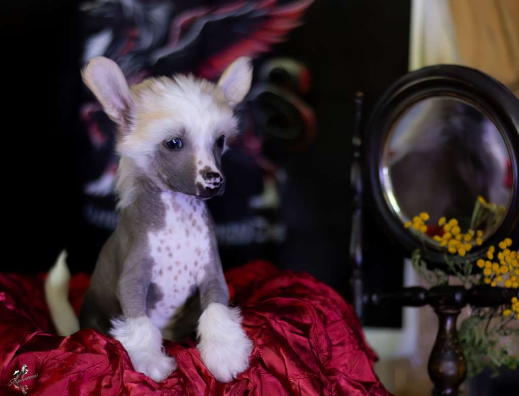 Boss Ballerion DraCZata