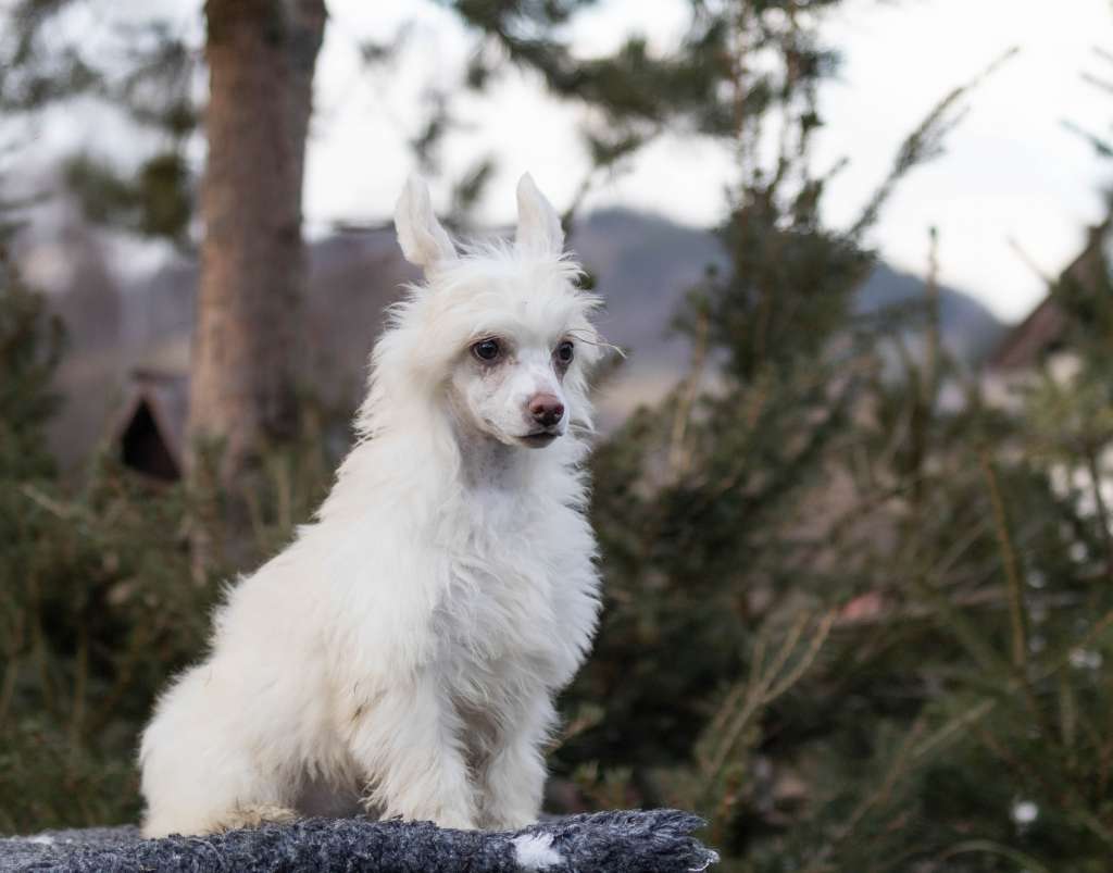 Ballerine Bianca DraCZata