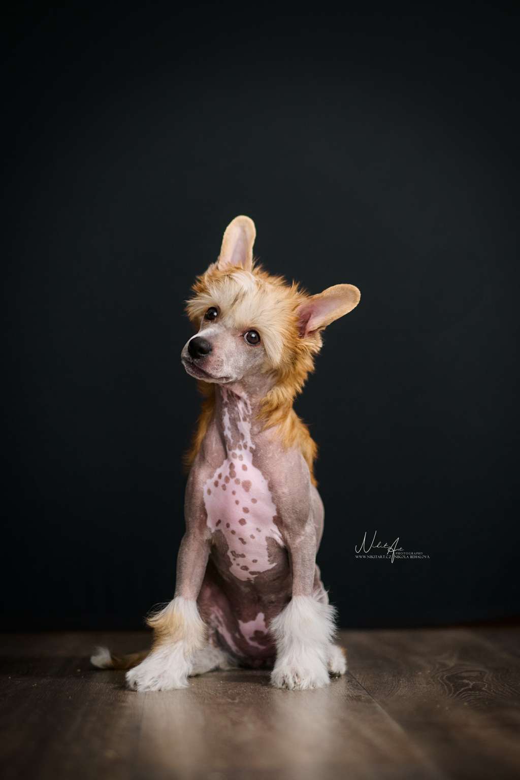 Bella Candy lollipops