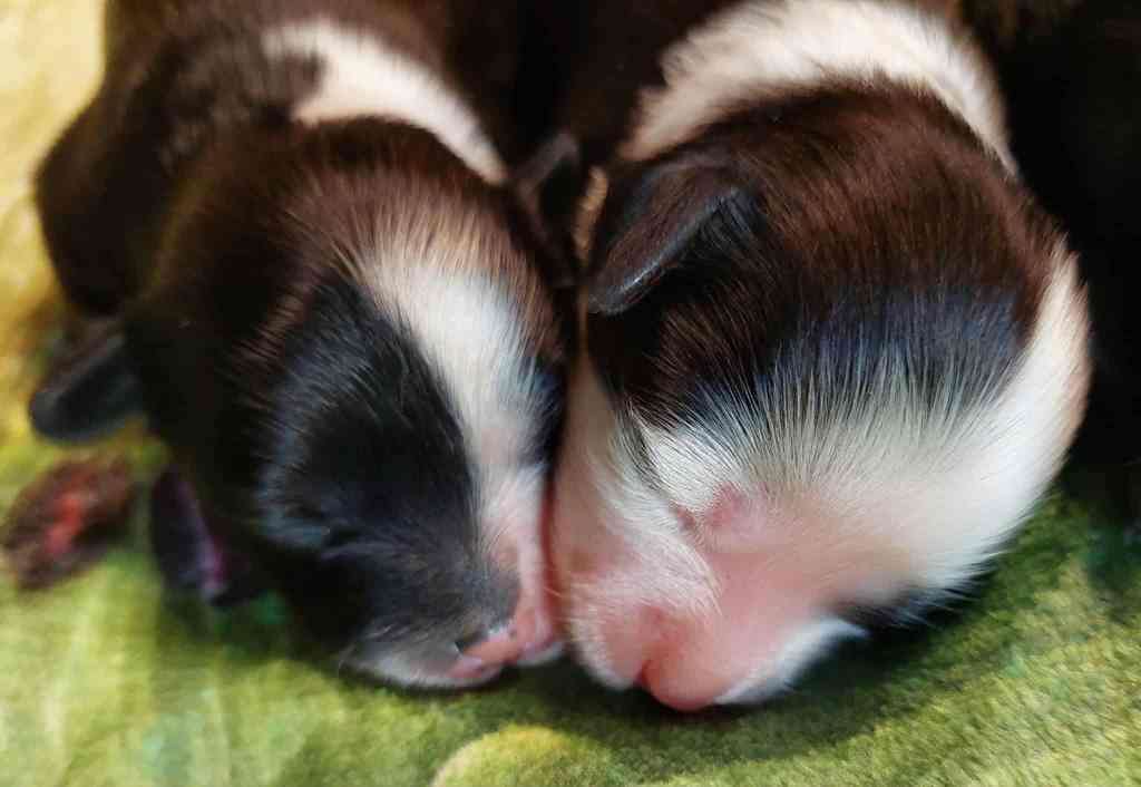 Caramel Sensation Cool Lady