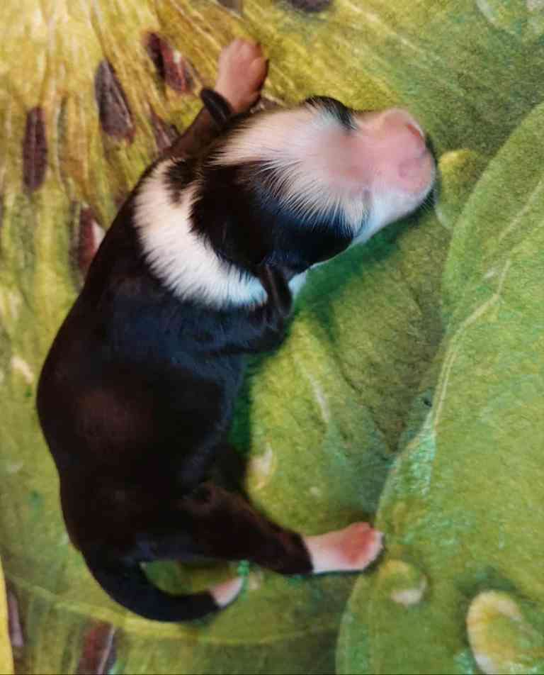 Candy Kiss Cool Lady