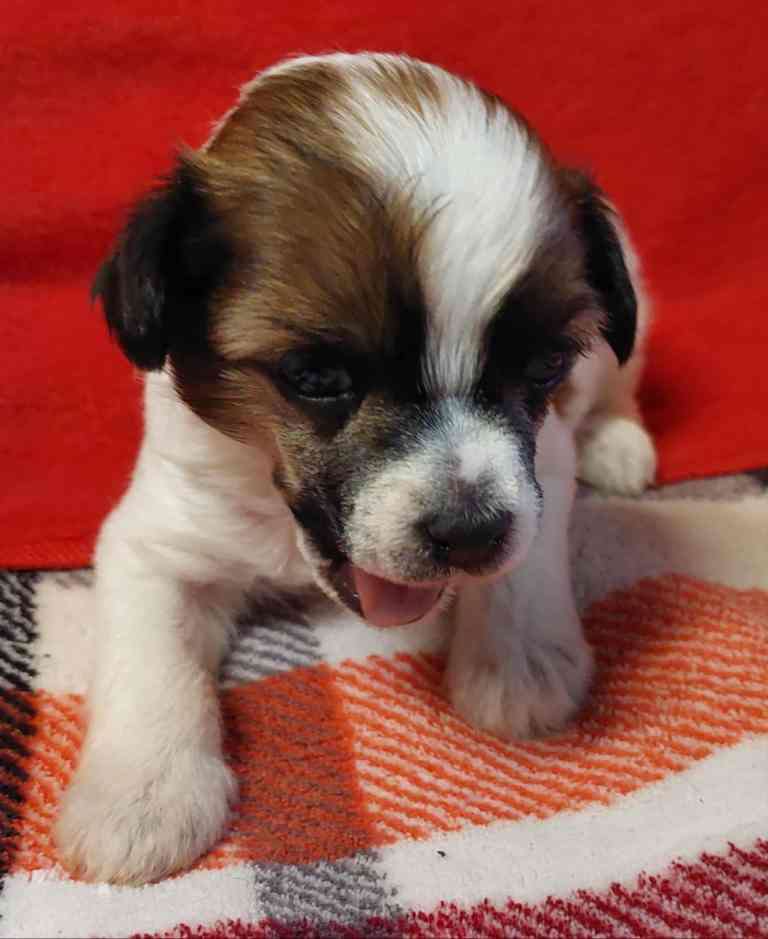 Alvaro Soler Cool Lady