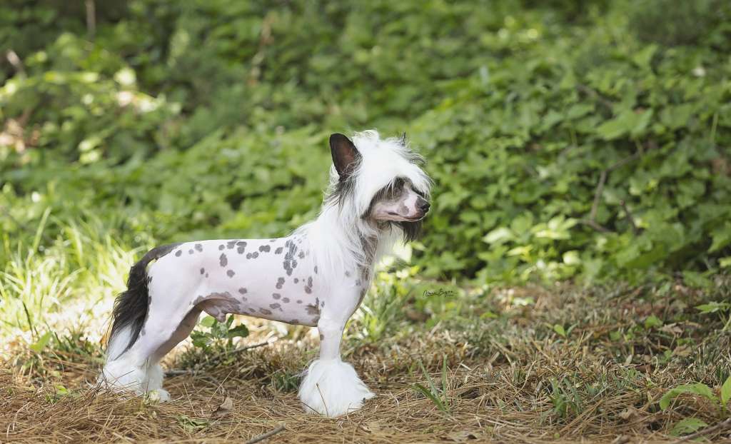 Rosebriar?s When The Stars Come Out