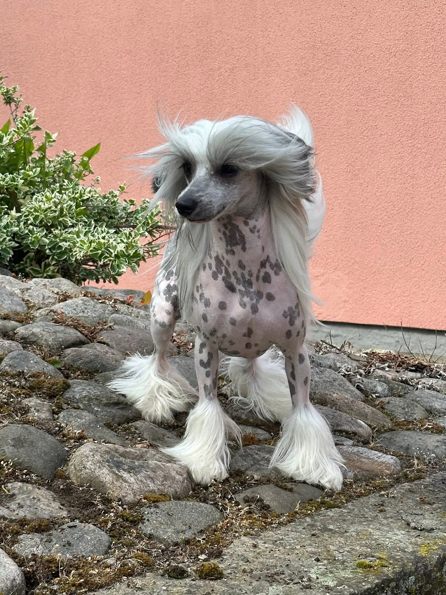 Kalimera's I'm Batman