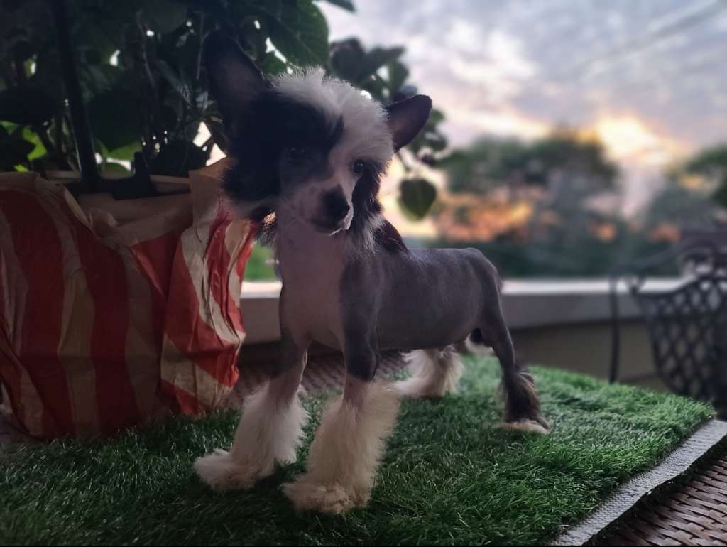 Long Haul's Vincent Van Where Did My Hair Gogh