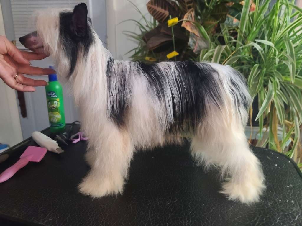 Av Dragon's Bumbling Mad O'Er Wild Bergamot