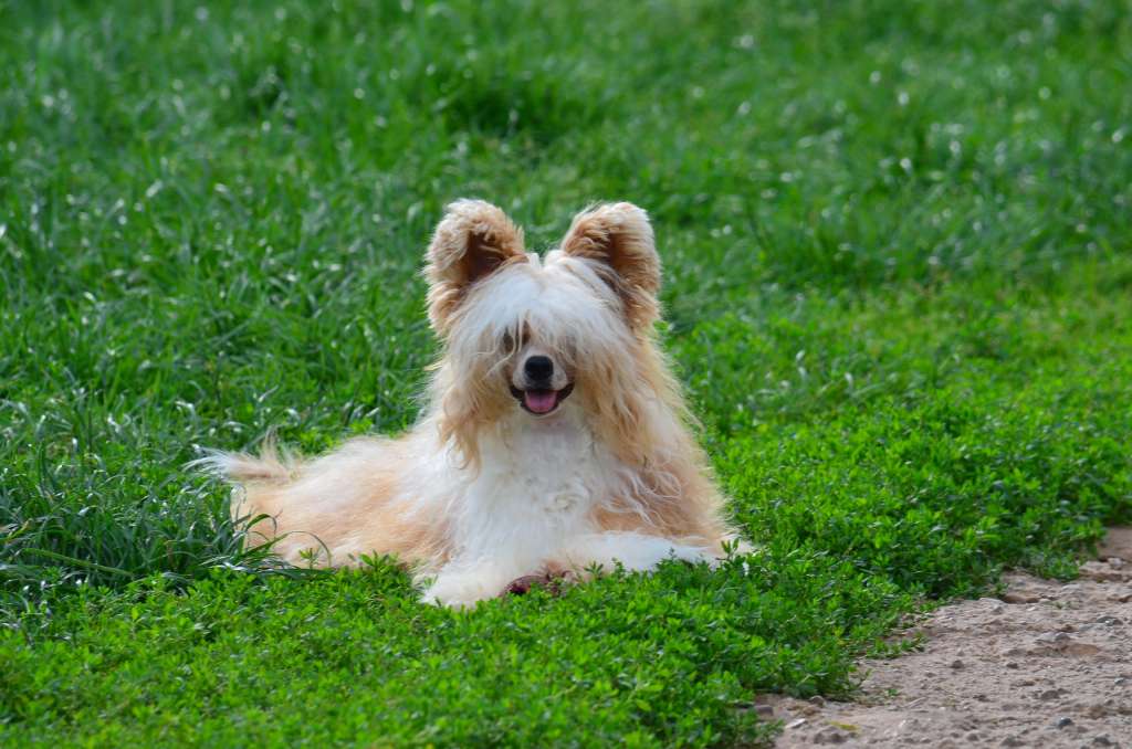 Ognenny Lotos Sal'vara