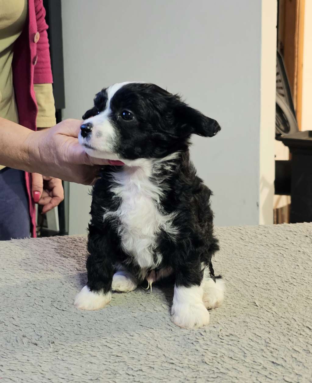 Urban Roger Avokaduh