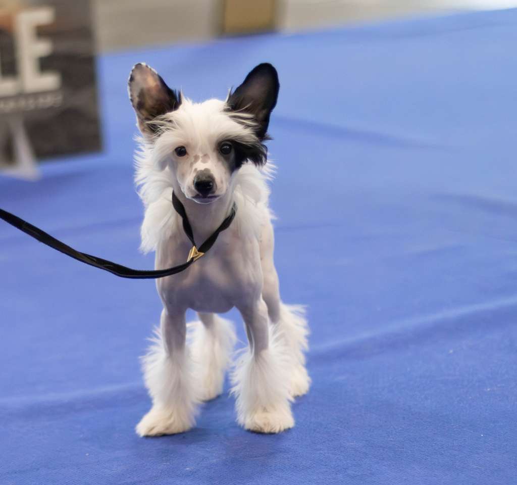 Ulala Jakosta Avokaduh