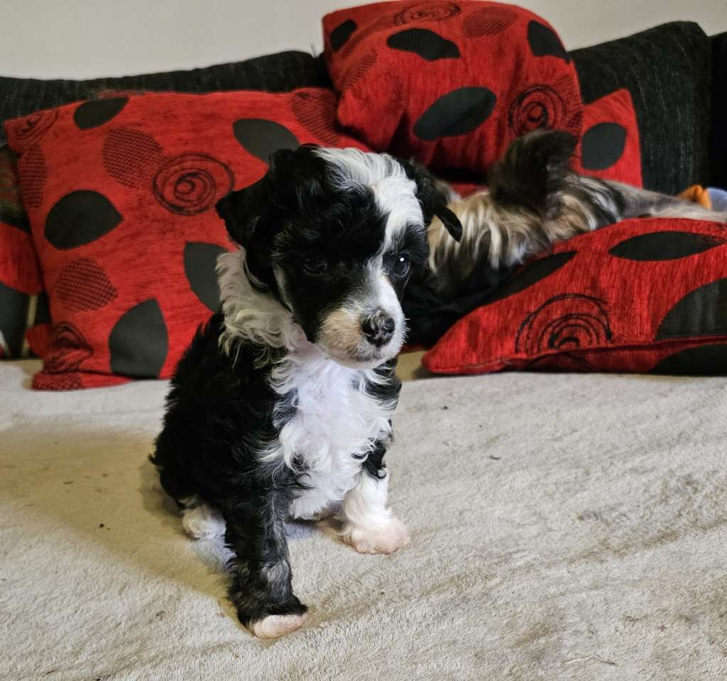 Unique Claire Avokaduh