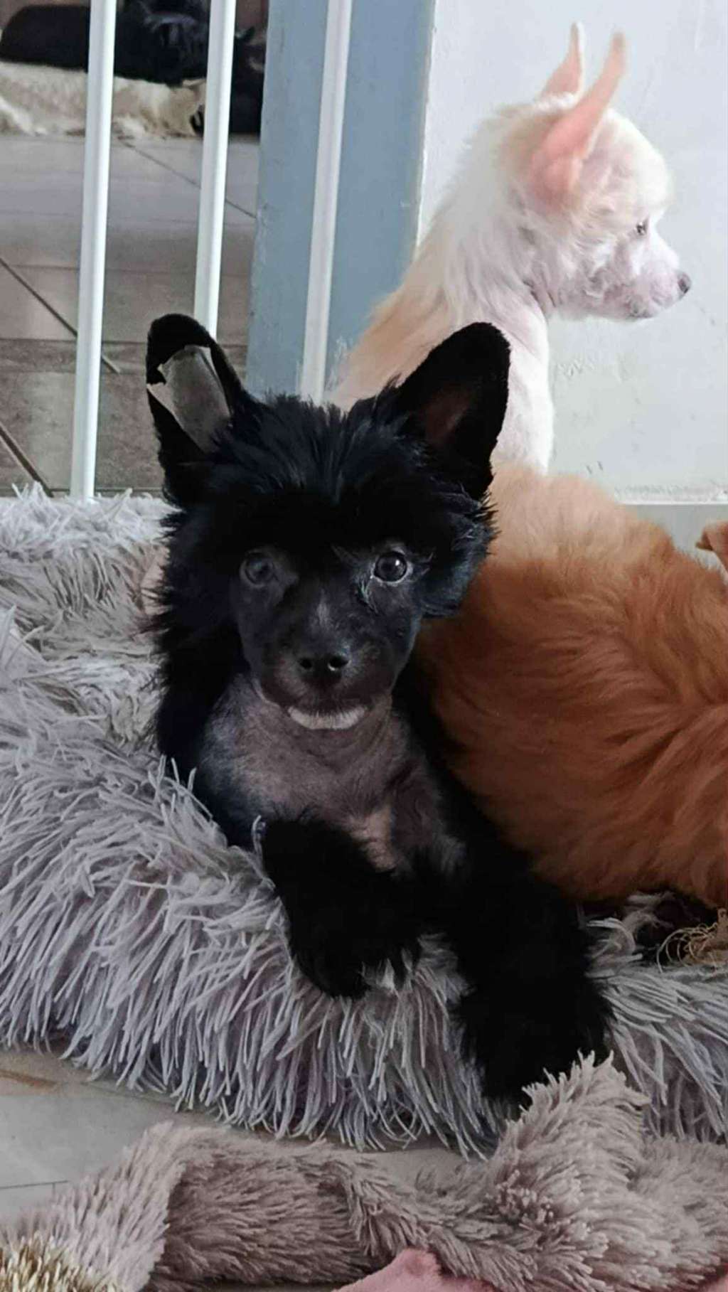 Shorty Kings of Dreams