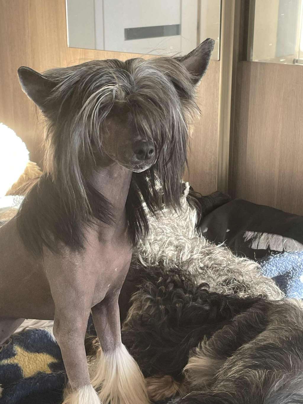 Neomi Kings of Dreams