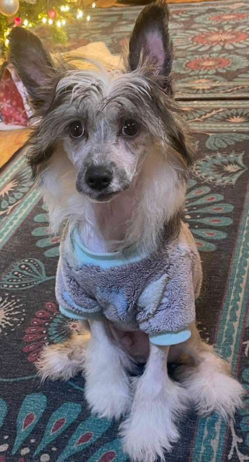 Calabrinda Betelgeuse