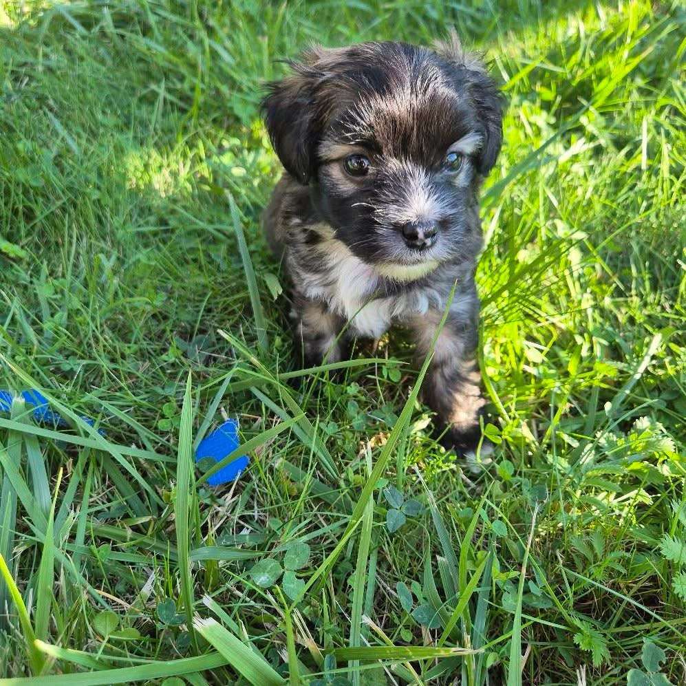 I am Iryna ze Zlocistego Raju