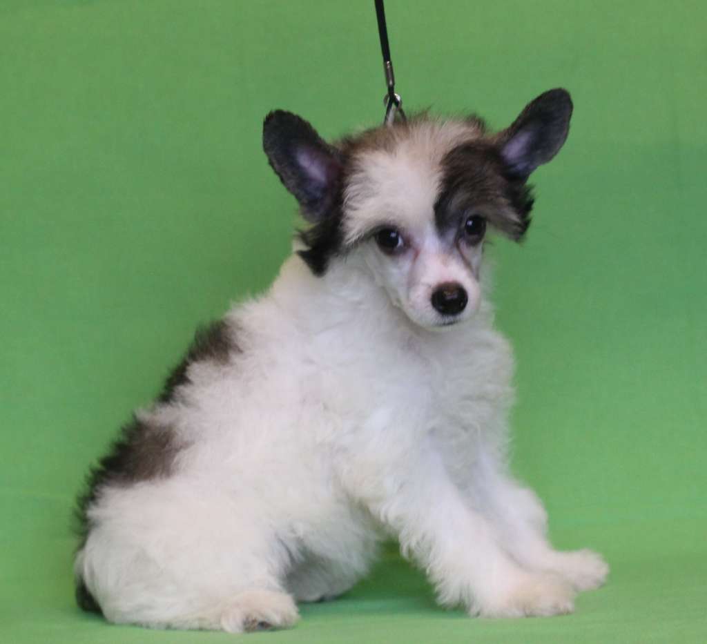 Magic Belize Donna Gabriella