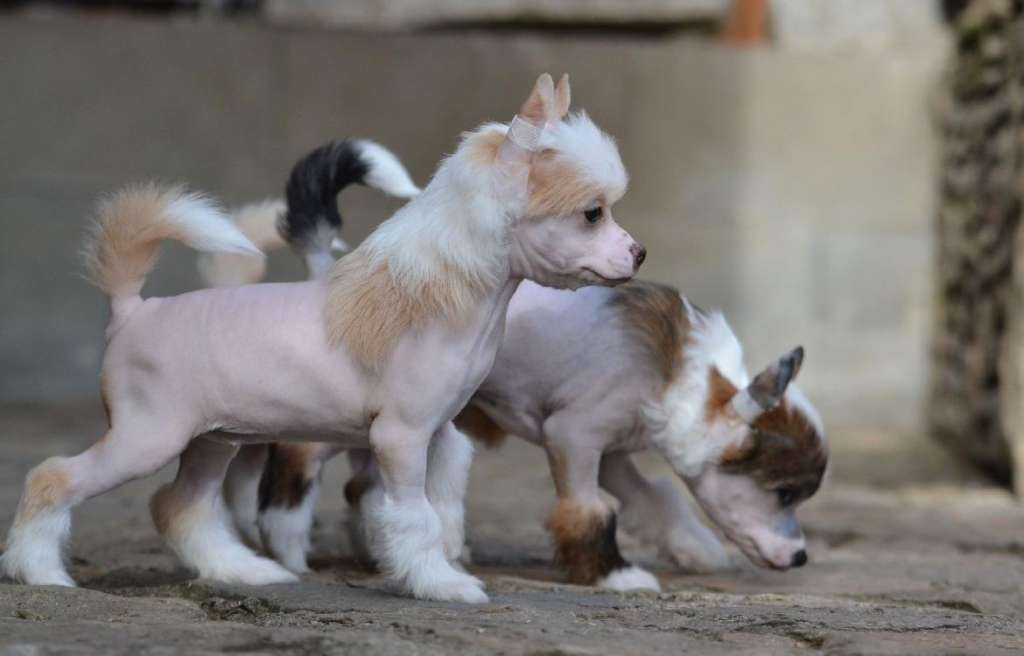 Emily z Kamilova dvora