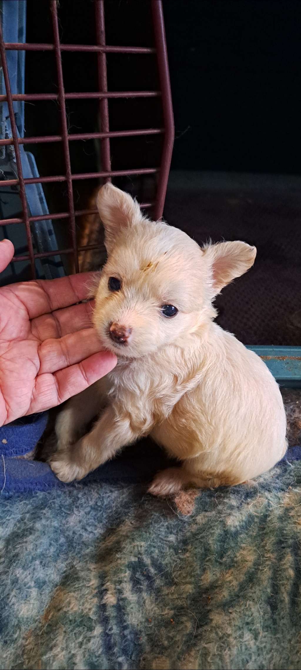 Castlecove Adios Pantalones Mi Amiga