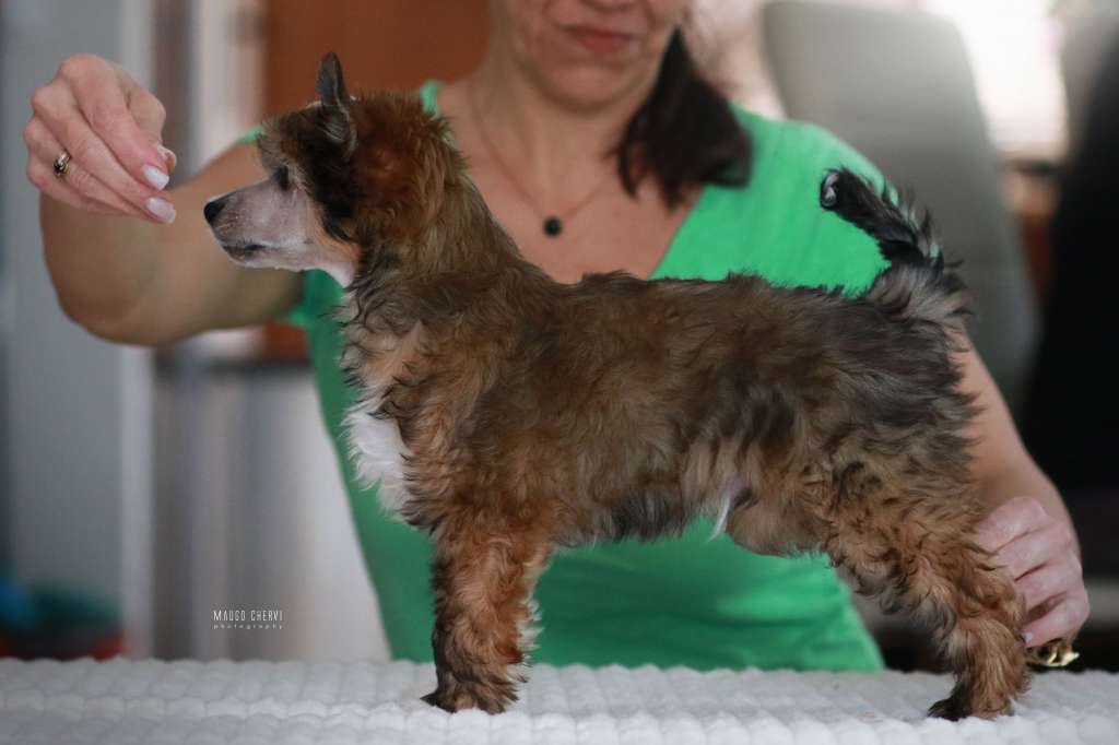 Cynamon Nagi Instynkt