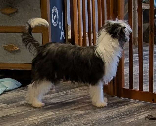 Gardine What Ails Thee Fisher King