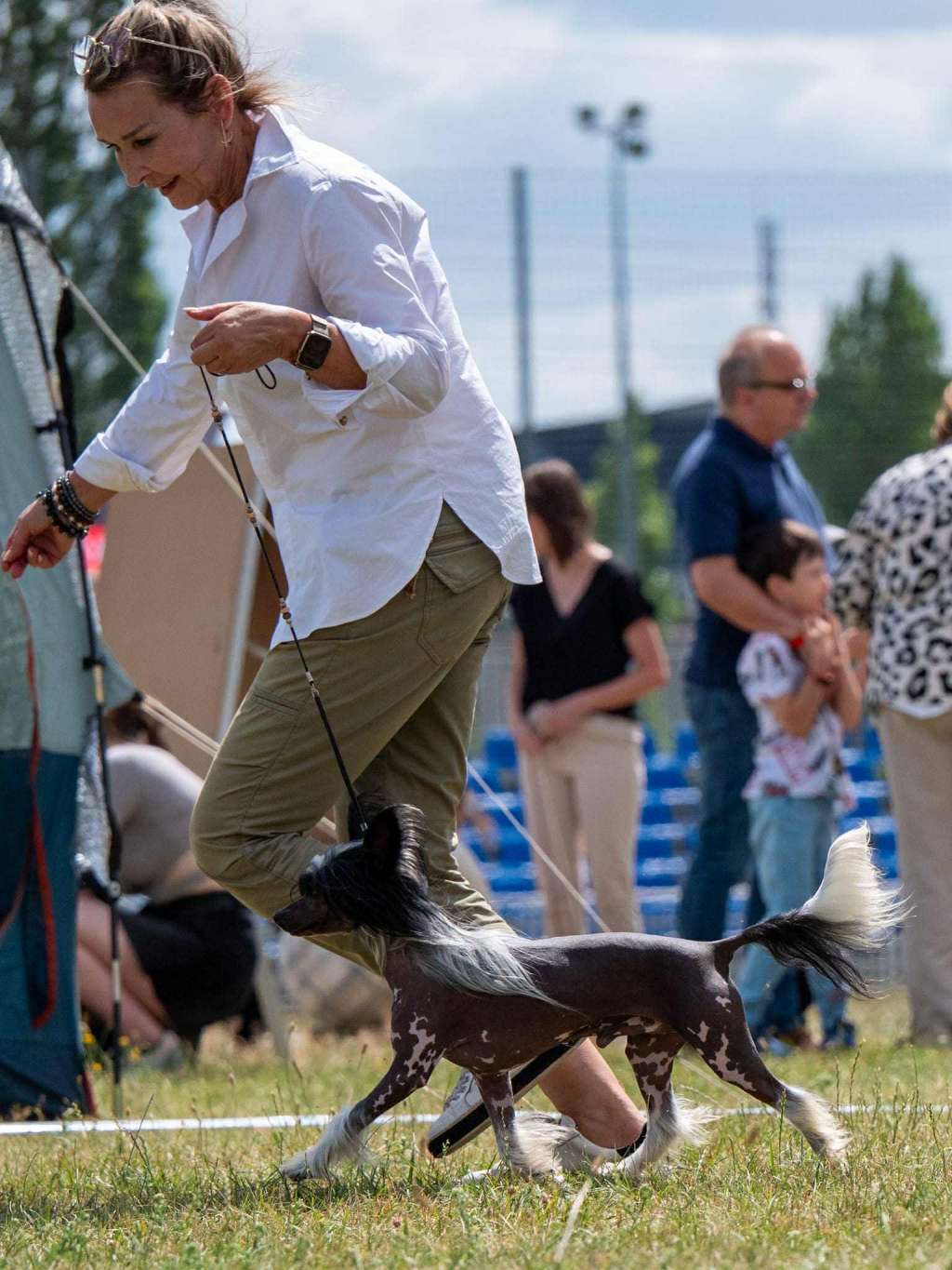 Harlequin z Wolki Poland FCI