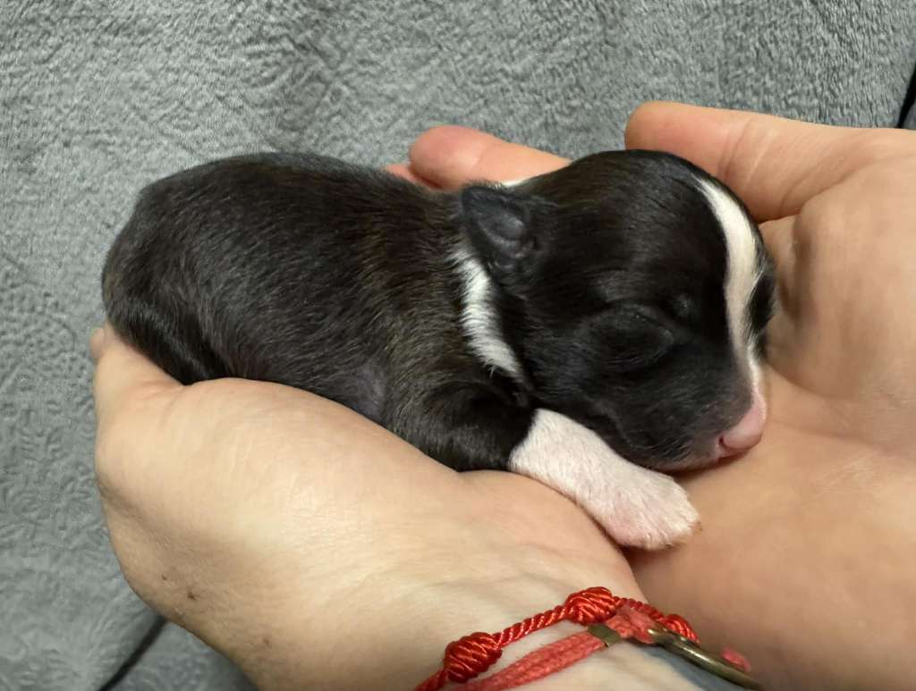 Minonka ze Zatopené chajdy