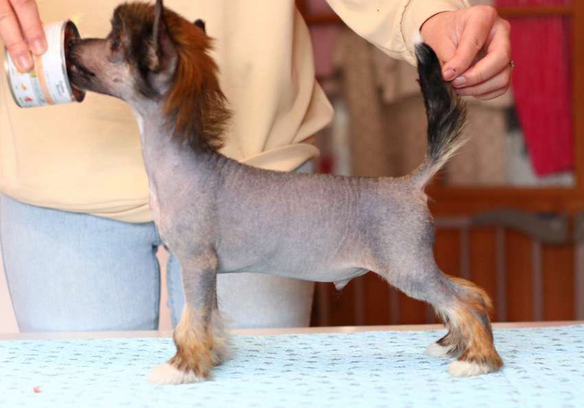 Paul Parfait Insolite Familier