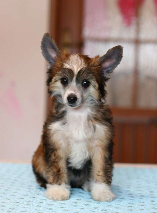 Pandora Insolite Familier