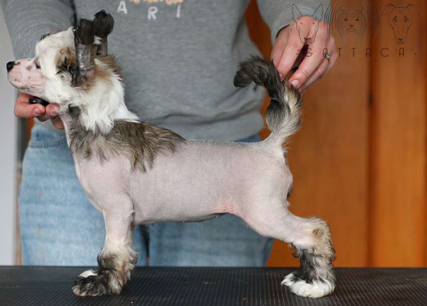 Sex And The City Gattaca