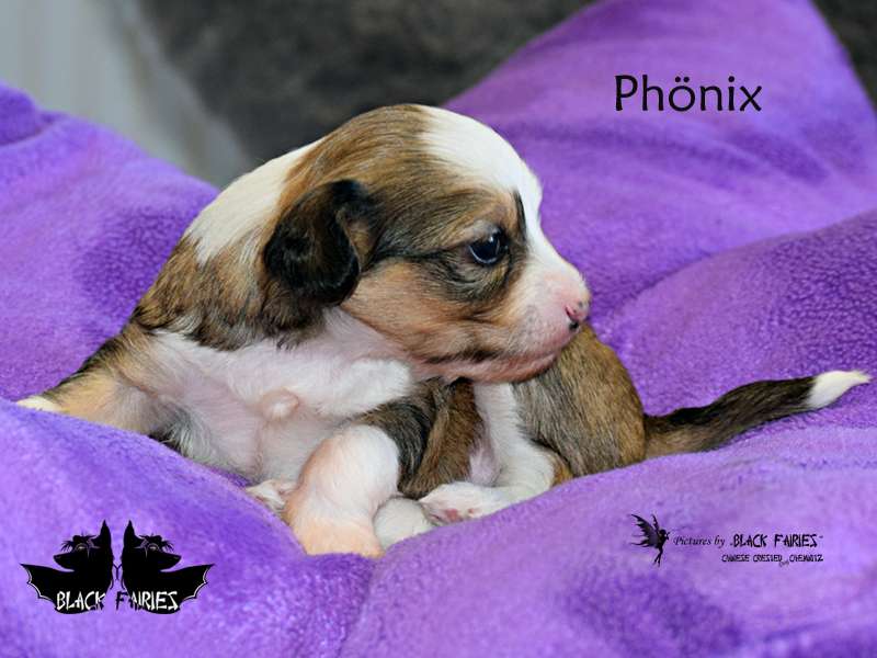 *BlackFairies* "Phönix" from the Ashes