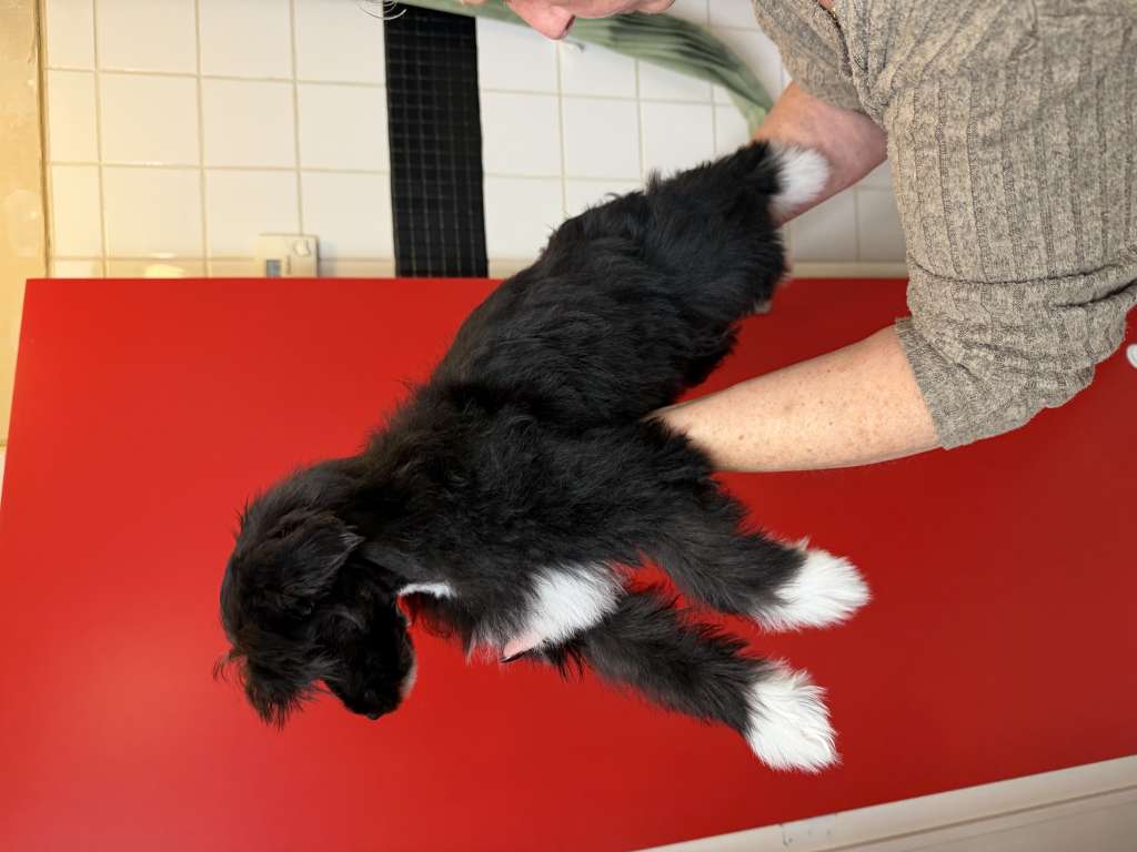 Kameleondogs kennel  Yade