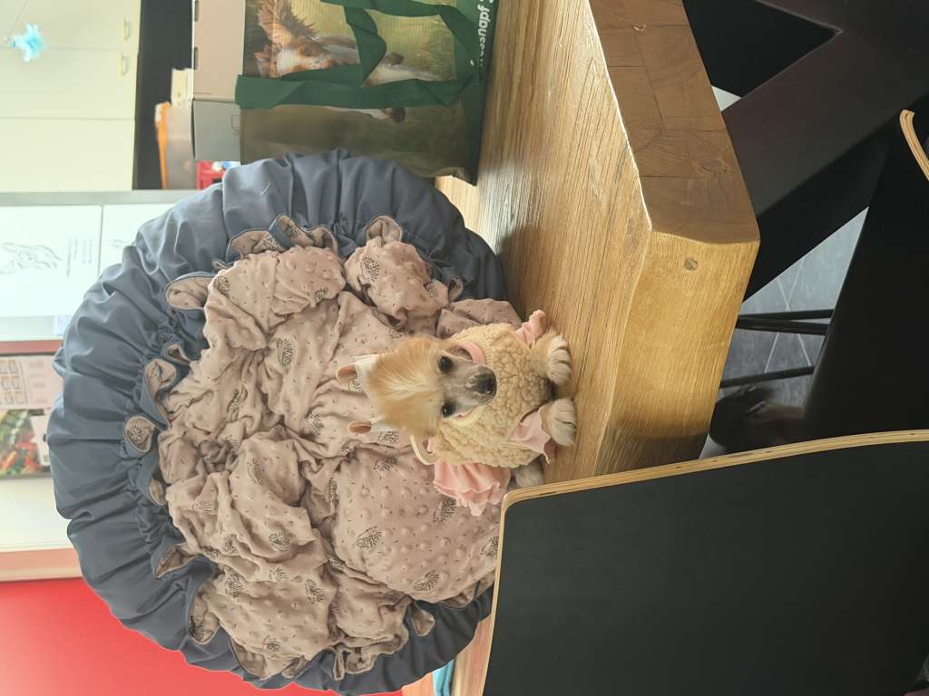 Kameleondogs kennel Yoko