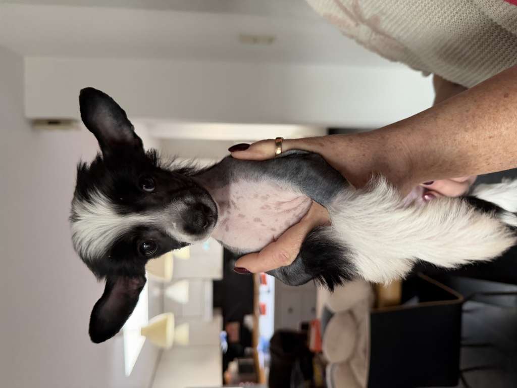 Kameleondogs kennel Yuki