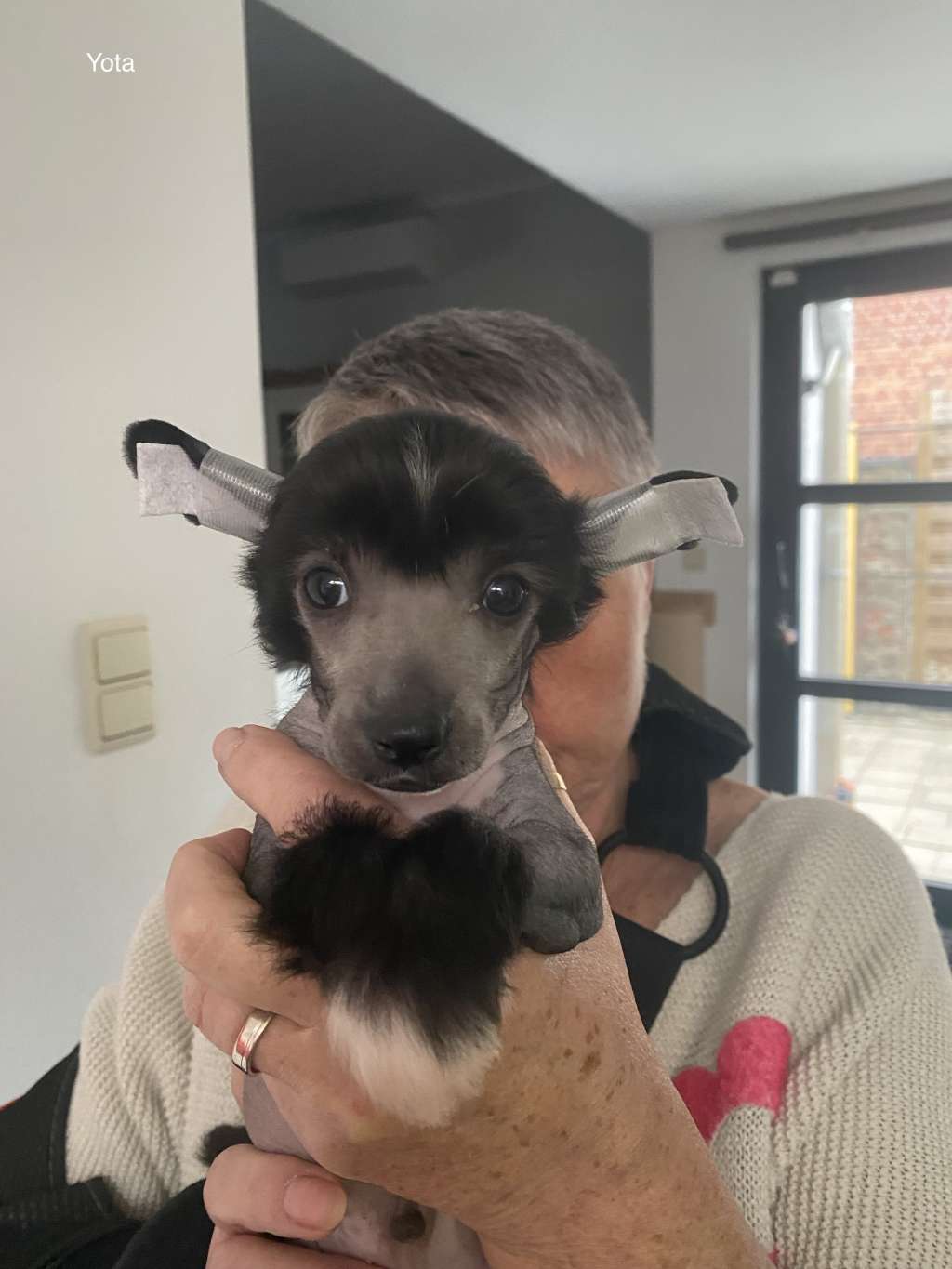 Kameleondogs kennel Yota