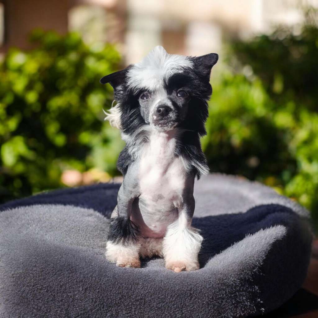 Volcancrest Kamitakara