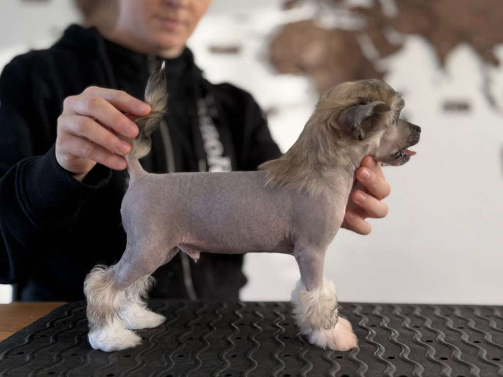 Leed's Infinity China Boy Legacy