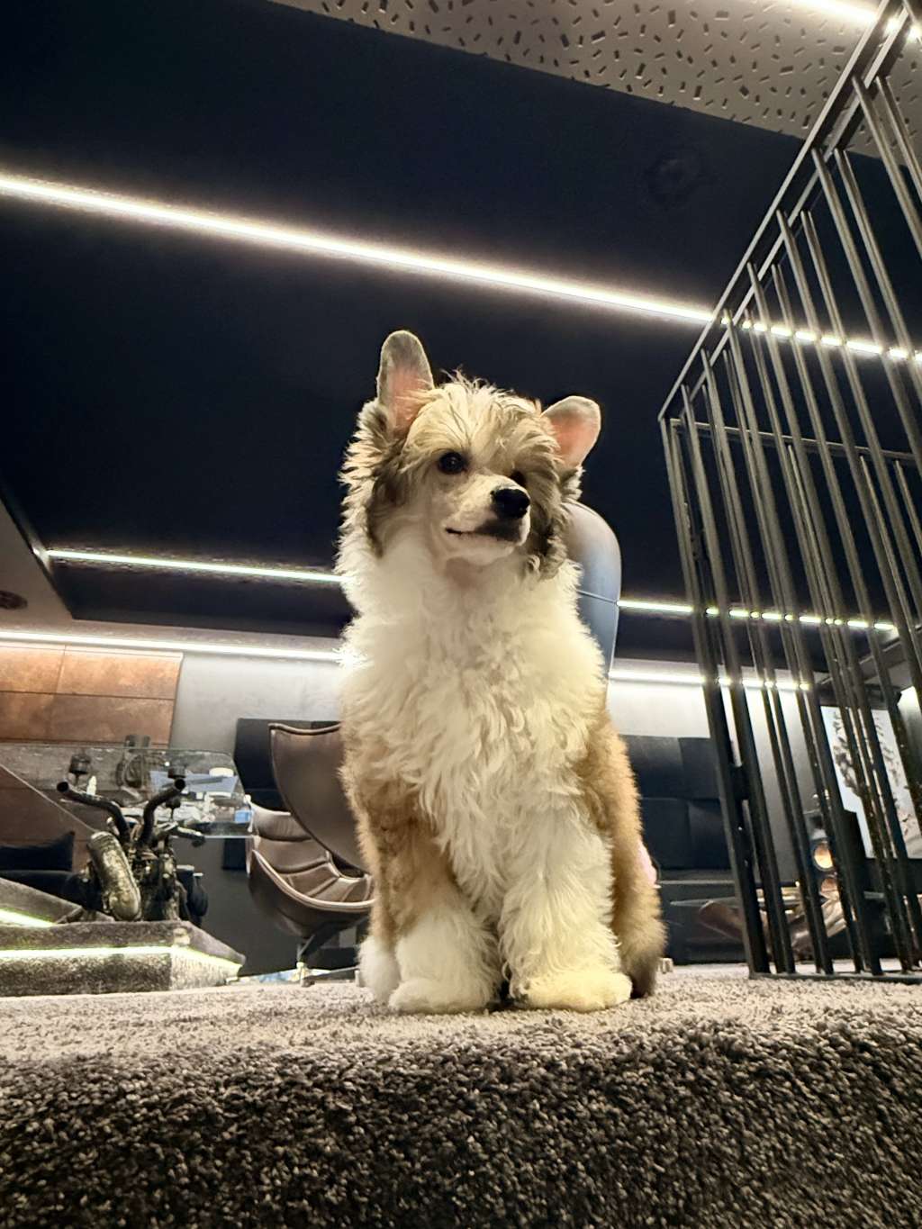 Barbar Conan Royal Cassovia