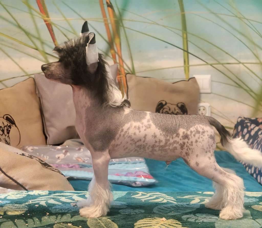 Diamentowy Blask Sasima Fci