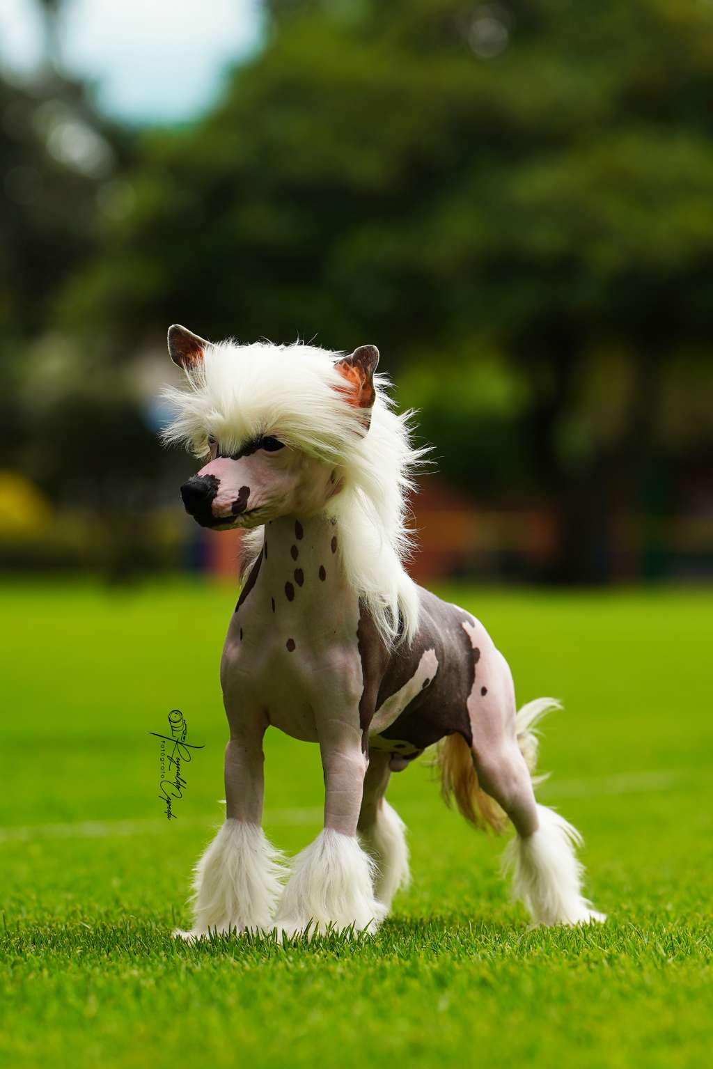 De La Casa Borromeo's Jianyu