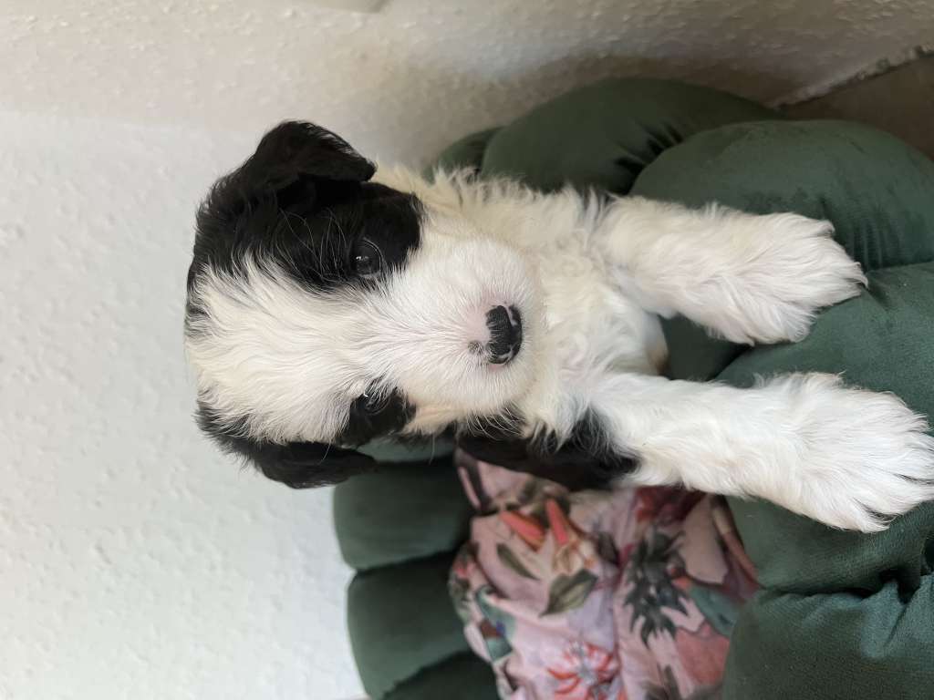 Bossa Nova Like Ice in the Sunshine