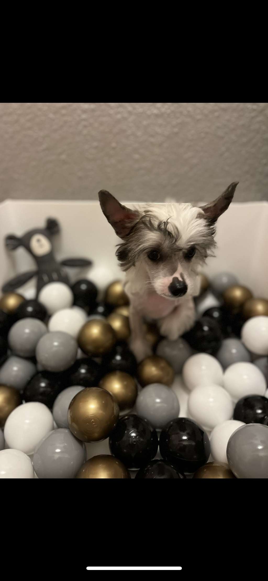 Bee?s Knees Like Ice in the Sunshine