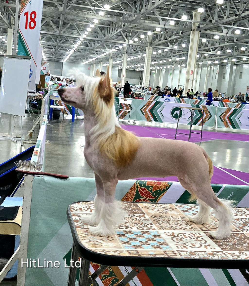 HitLine Ltd Lakshery