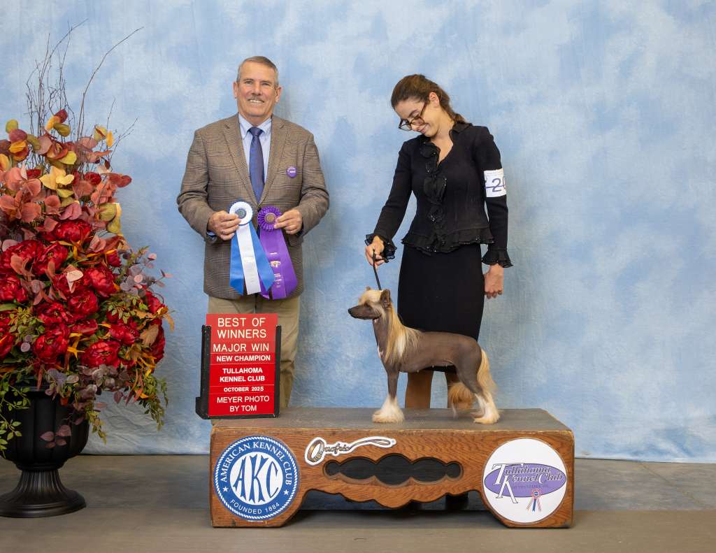 Evercrest's PNG On Golden Wings