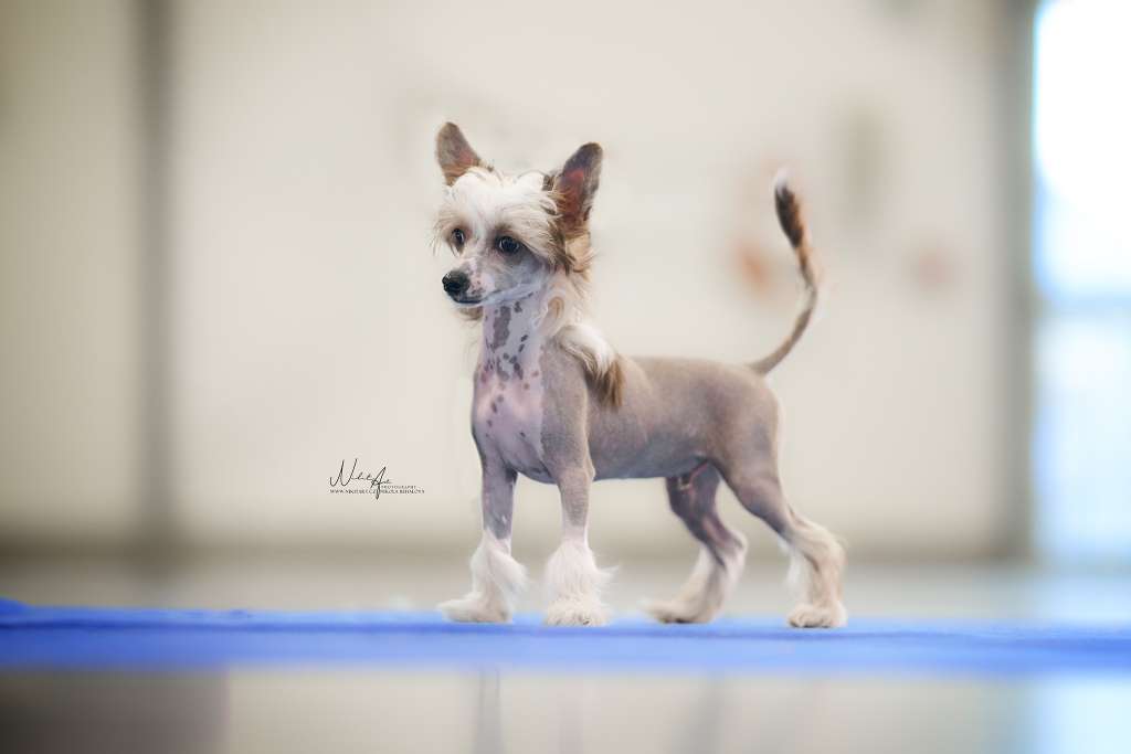 Barnabás od André a Sábi