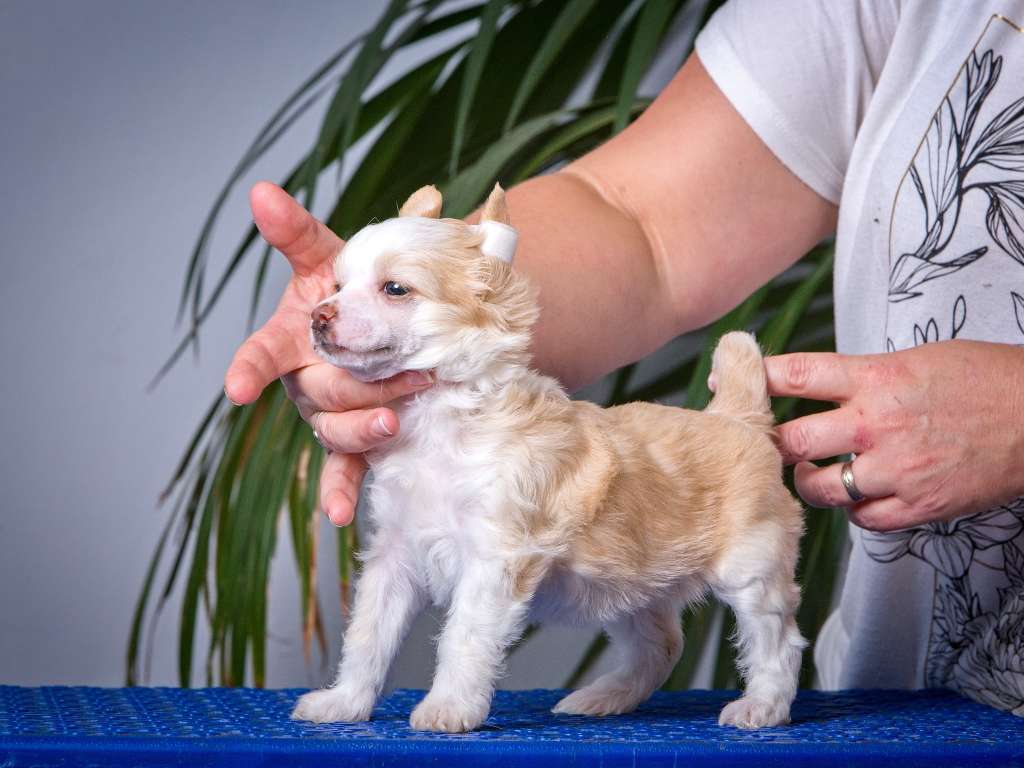 Bristel od André a Sábi