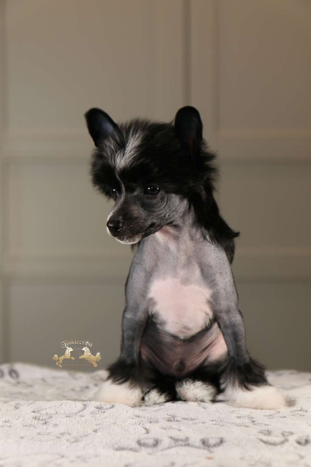 Tinklecrest Galactic Spark