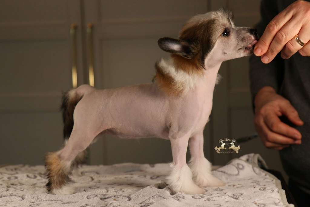 Tinklecrest Glowing Aurora