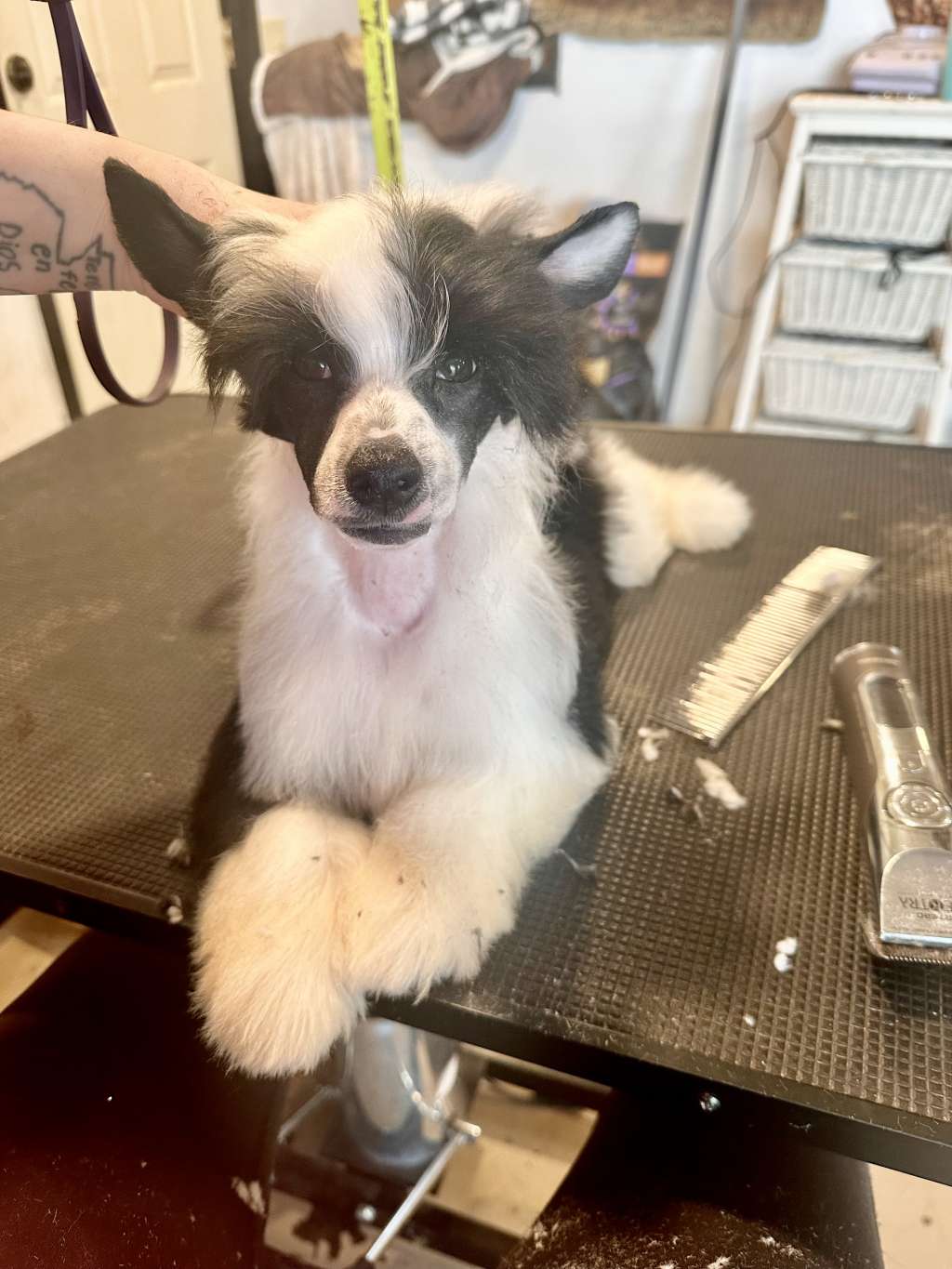 Sunlit Midnight Mischief at FaeryDreamer