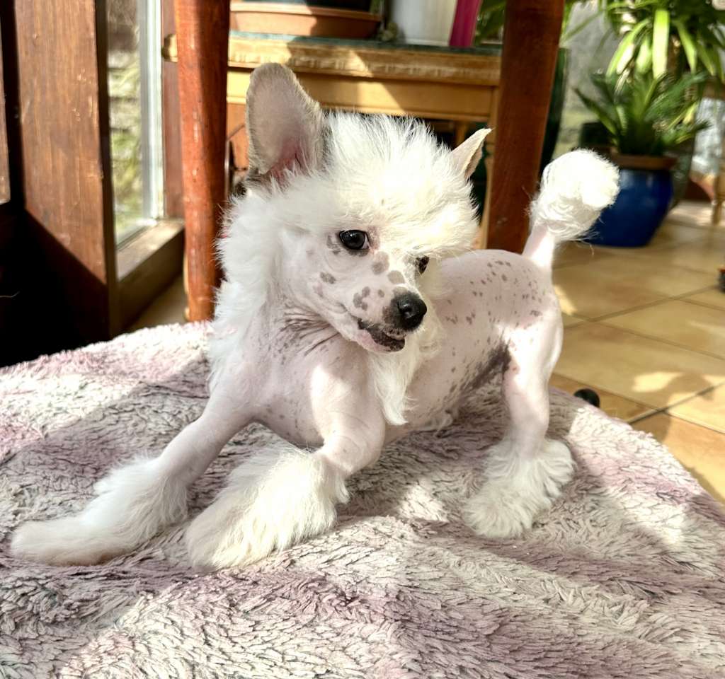 Avalanche von Shinbashi