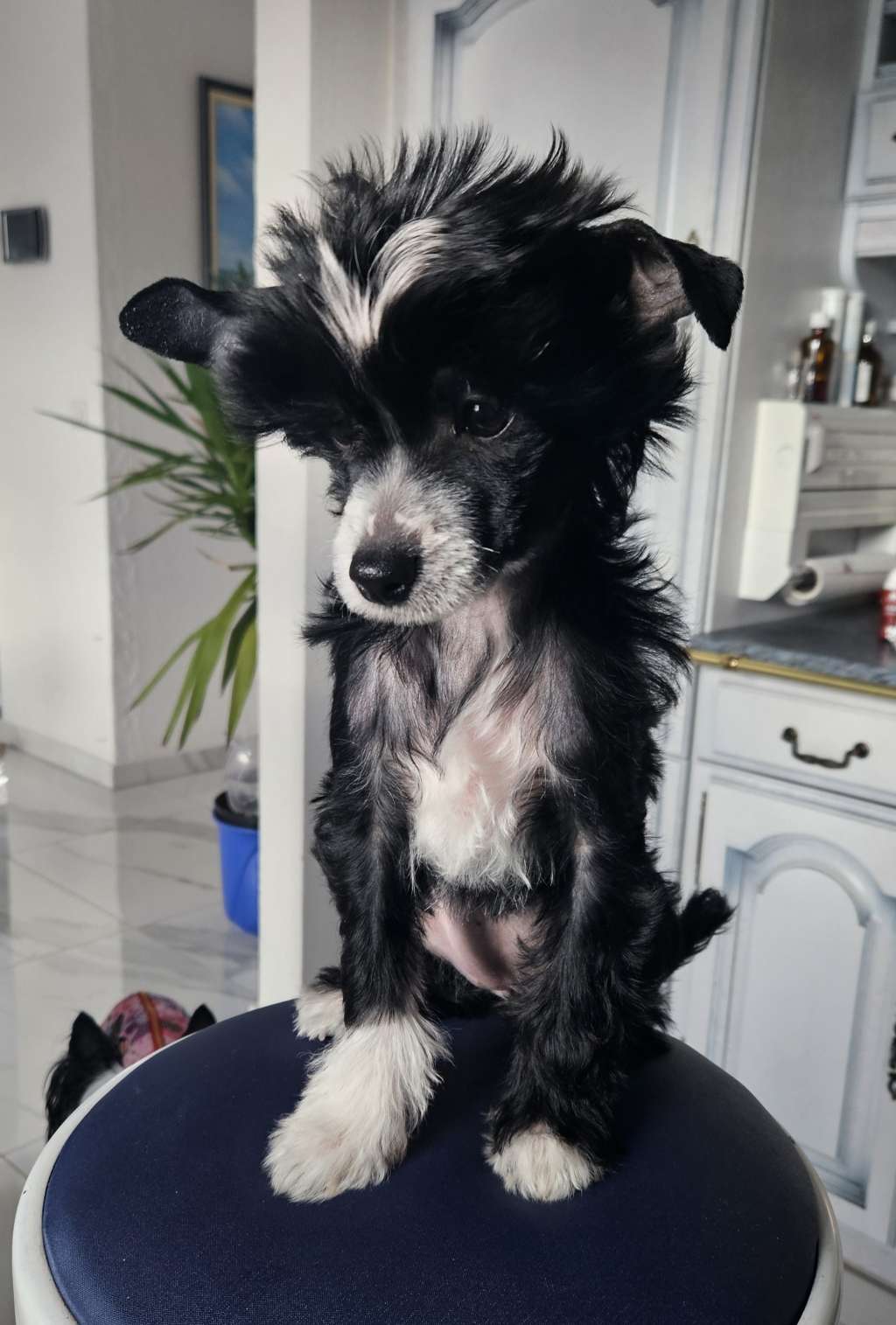 Batida de Coco vom Leipziger Löwen