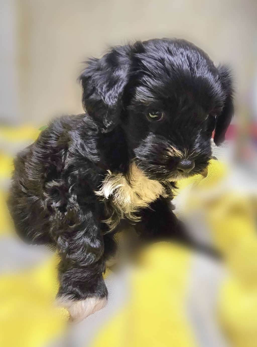 Ben vom Leipziger Löwen